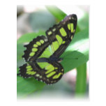 Green Butterfly Postcard