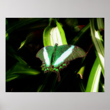 Green Butterfly Print