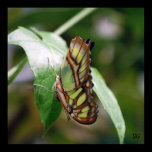 Green Butterfly Print posters