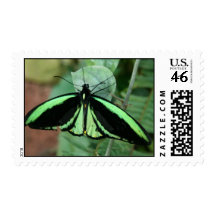 Green Butterfly Stamp