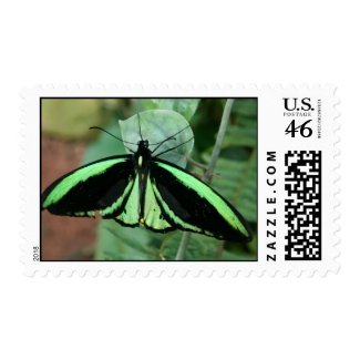 Green Butterfly Stamp stamp