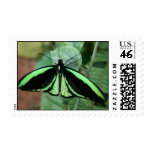 Green Butterfly Stamp