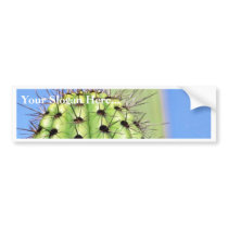 Green Cactus Thorns bumper stickers by lifesphere Green Cactus Thorns bumper stickers