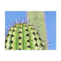 Green Cactus Thorns postcards