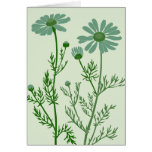 green camomile cards