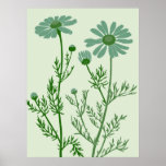 green camomile posters