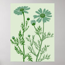 green camomile posters