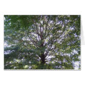 Green Canopy cards