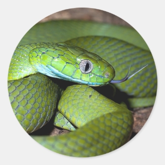 Green cat snake