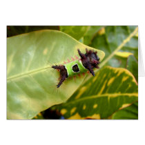 Green Caterpillar, Manuel Antonio N.P., Costa Rica cards by puravida08 Green Caterpillar, Manuel Antonio N.P., Costa Rica cards