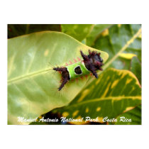 Green Caterpillar, Manuel Antonio National Park posters by puravida08 Green Caterpillar, Manuel Antonio National Park posters