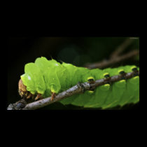 Green Caterpillar posters
