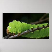 Green Caterpillar Posters