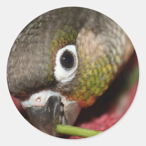 green-cheek-conure-classic-round-sticker-zazzle