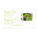 Green Cheek Conure Parrot Business Card