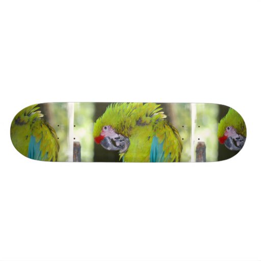 Green Cheek Conure Parrot Skateboard