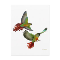 Green Cheek Conures Postcard