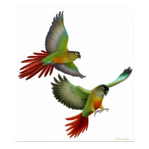Green Cheek Conures Poster posters by twopurringcats Green Cheek Conures Poster posters