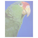 Green Cheeked Amazon Parrot Letterhead Template