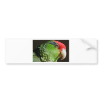Green Cheeked Parrot Bumper Stickers