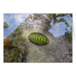 "Green Chiton" Cards