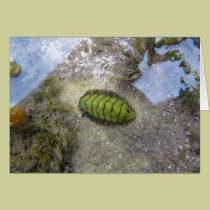 "Green Chiton" cards