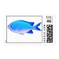 Green Chromis First Clas Stamp by fishlore Green Chromis First Clas Stamp