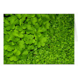 green, clover, plants, garden