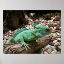 Green-crested Basilisk Posters