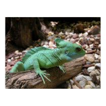 Green-crested Basilisk posters