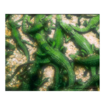 green crocs posters
