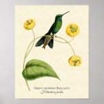 Green Crowned Brilliant Hummingbird Art Print