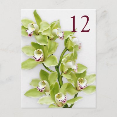Green Cymbidium Orchid Floral Wedding Table Cards Post Cards