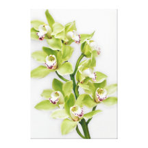 Green Cymbidium Orchid Flower Wrapped Canvas Print