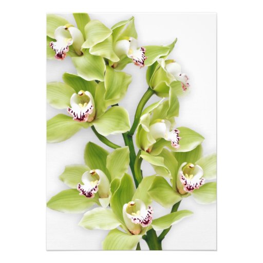 Green Cymbidium Orchid Retirement Invitation