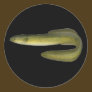 Green Eel