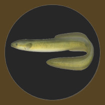 Green Eel stickers