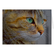 green eye card