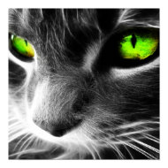 Green Eyed Cat Up Close Print print