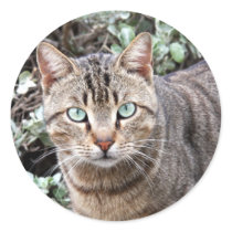 Green eyed Tabby Cat large stickers by ritmoboxer Green eyed Tabby Cat large stickers