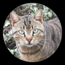 Green eyed Tabby Cat large stickers