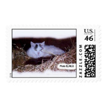 Green Eyes postage by billg831 Green Eyes postage
