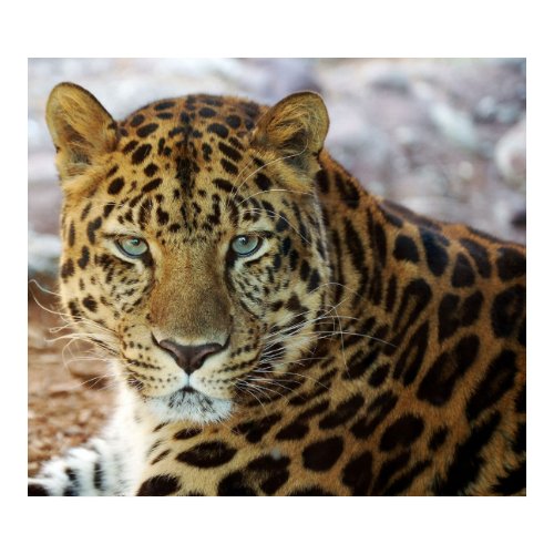 Green Eyes! print