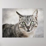 Green eyes - Poster