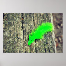 Green feather poster
