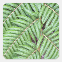 Green fern New Zealand Stickers