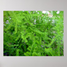 Green ferney looking stuff print
