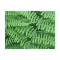 Green Ferns Nature Photography Postcard