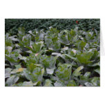 Green Fields Card