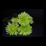 Green Floral Print posters